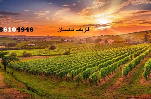 فلزیاب تاکستان