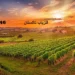 فلزیاب تاکستان