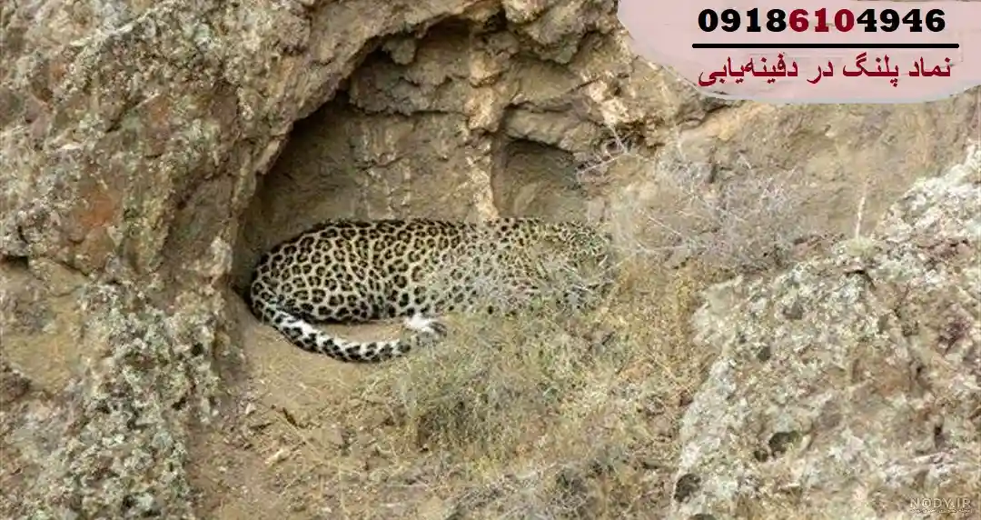 نماد پلنگ در دفینه‌یابی
