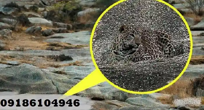 نماد پلنگ در دفینهیابی