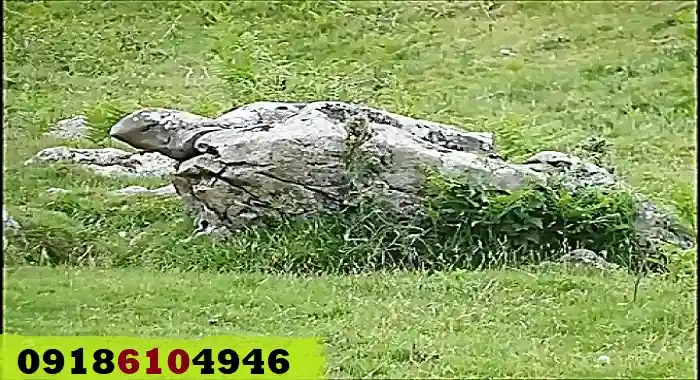 دفینه لاکپشت کجاست؟