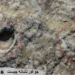 جوغن نشانه چیست
